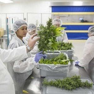 Althea breaks into German medicinal cannabis market Althea breaks into German medicinal cannabis market
